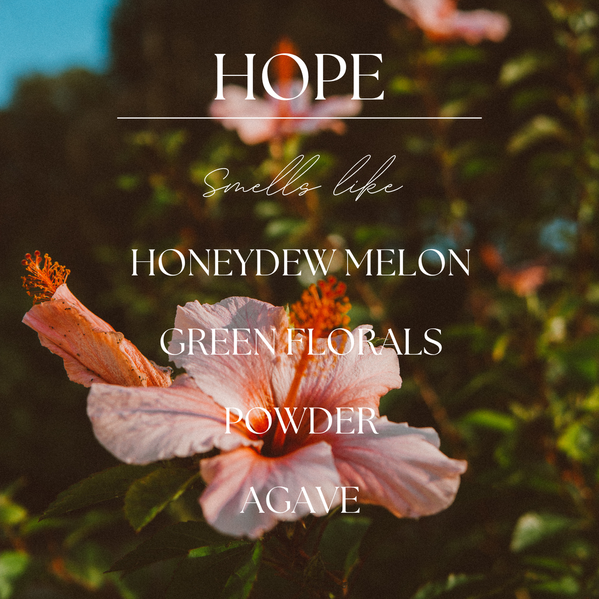 Hope |  Hibiscus & Agave | 9 oz.