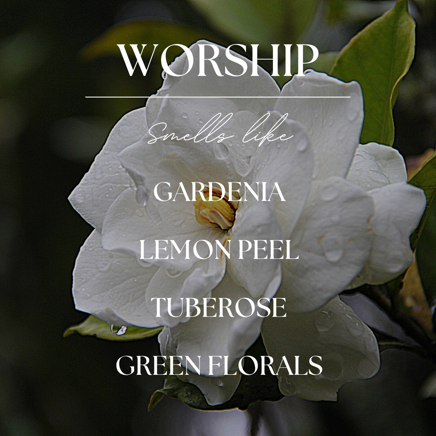 Worship | Gardenia & Tuberose | 9 oz. Clear Jar Soy Candle